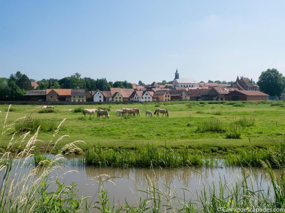 Villa Coeur D'Alsace Colmar Vignobles Ouest Avec Terrasses Wintzenheim Exterior foto