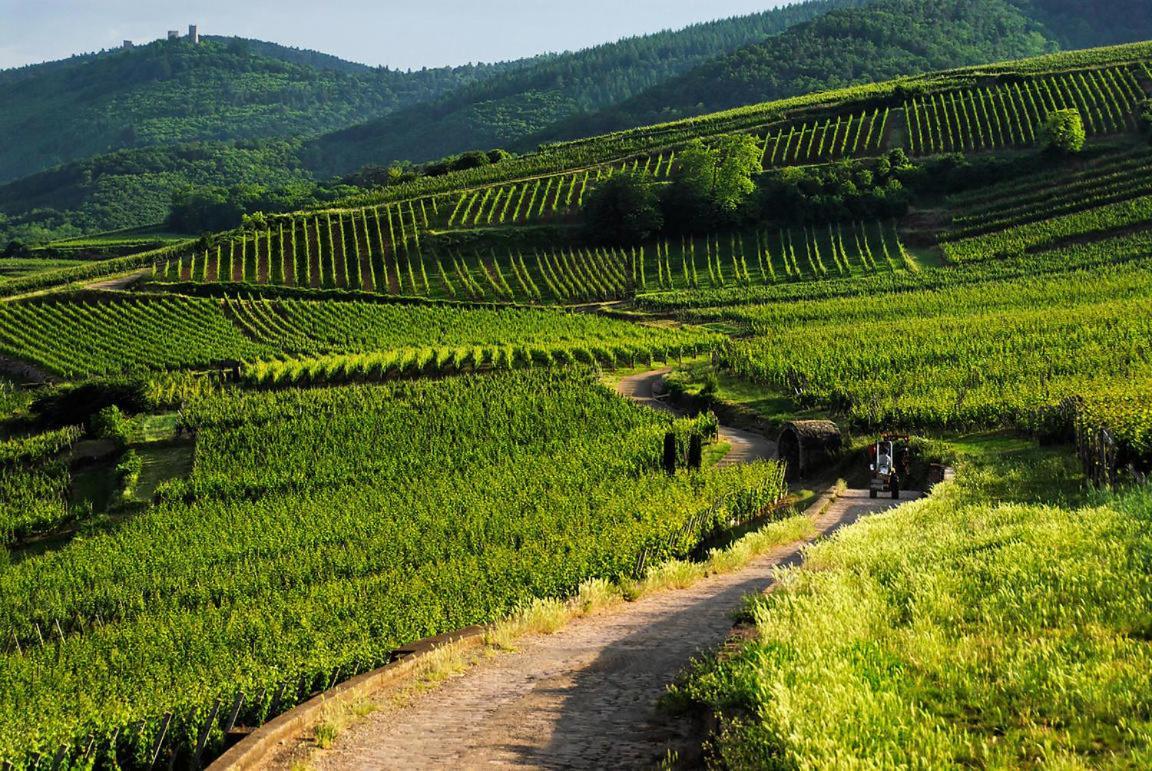 Villa Coeur D'Alsace Colmar Vignobles Ouest Avec Terrasses Wintzenheim Exterior foto